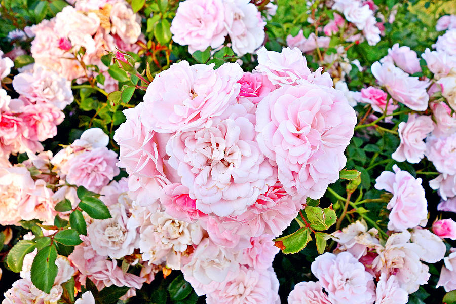 Duluth Rose Gardens Rose Study 16 Photograph