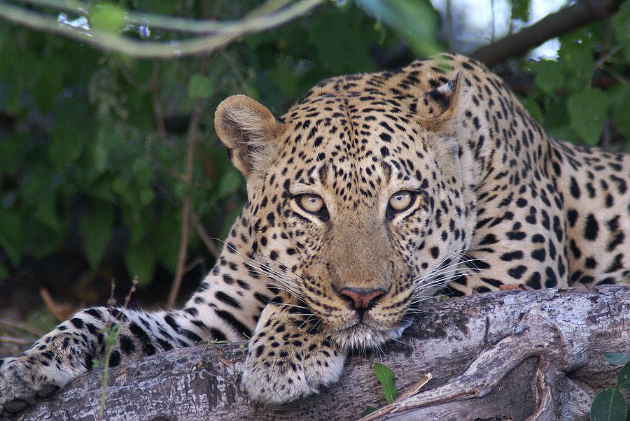 Duma Tau Male Leopard Photograph by MaryJane Sesto