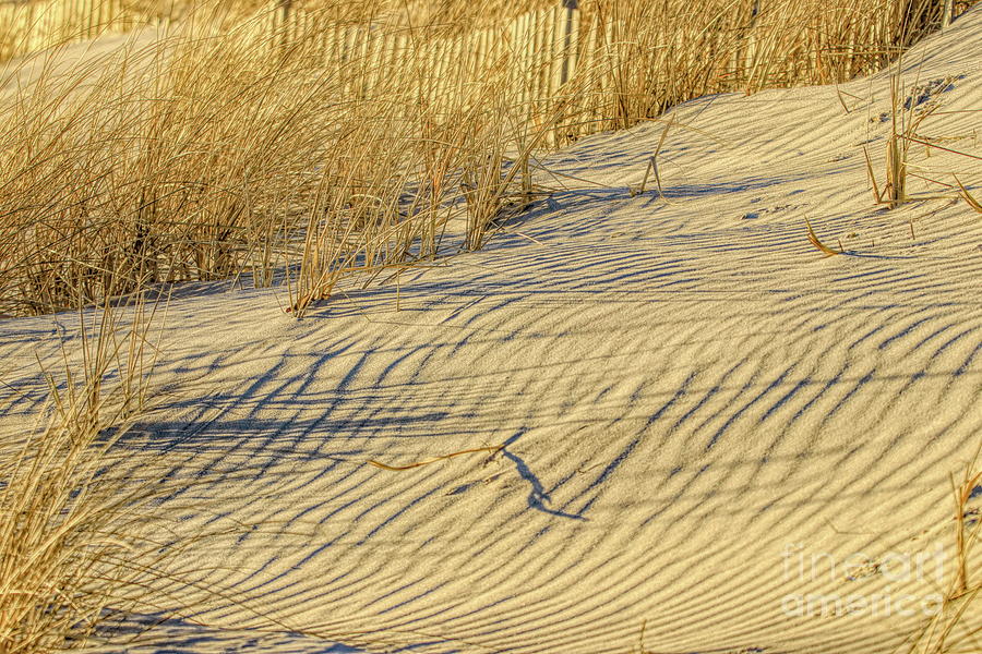 Golden Light On The Dune Photograph by Karen Silvestri
