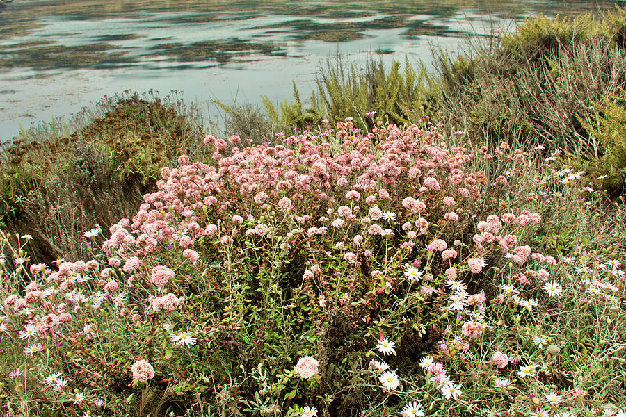 Dune Buckwheat in Whalers Cove in Point Lobos State Reserve, California Photograph by Ruth Hager
