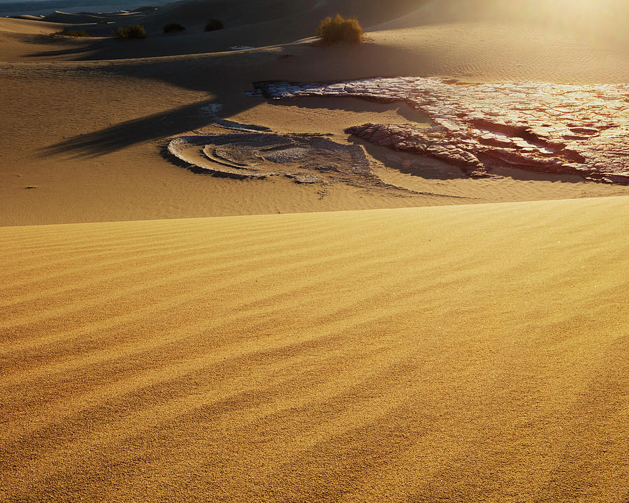 Dune Creature-H Photograph by Tom Daniel