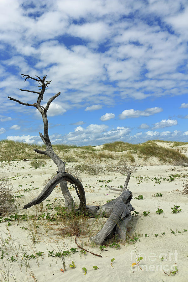 Dune Driftwood III Photograph by Mary Haber