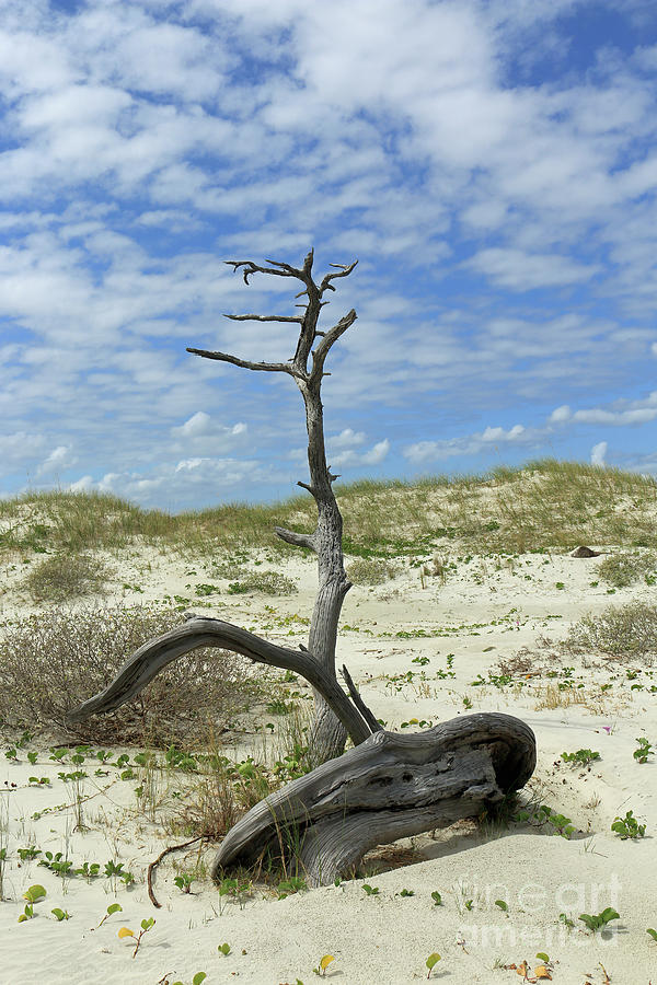 Dune Driftwood  Photograph by Mary Haber