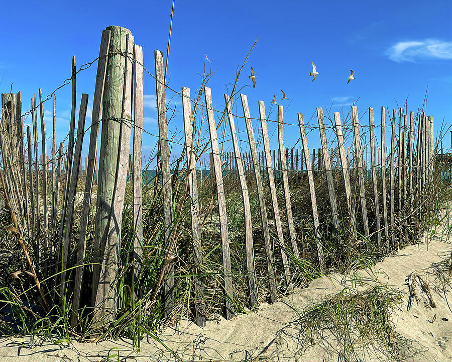 Dune Fence on the Beach Photograph by Bill Swartwout
