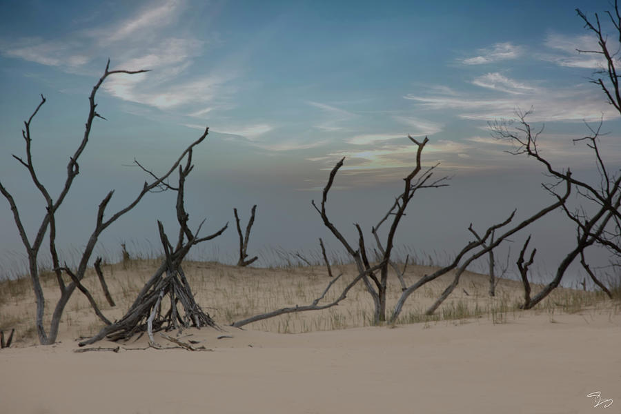 Dune Forest Photograph by Evie Carrier