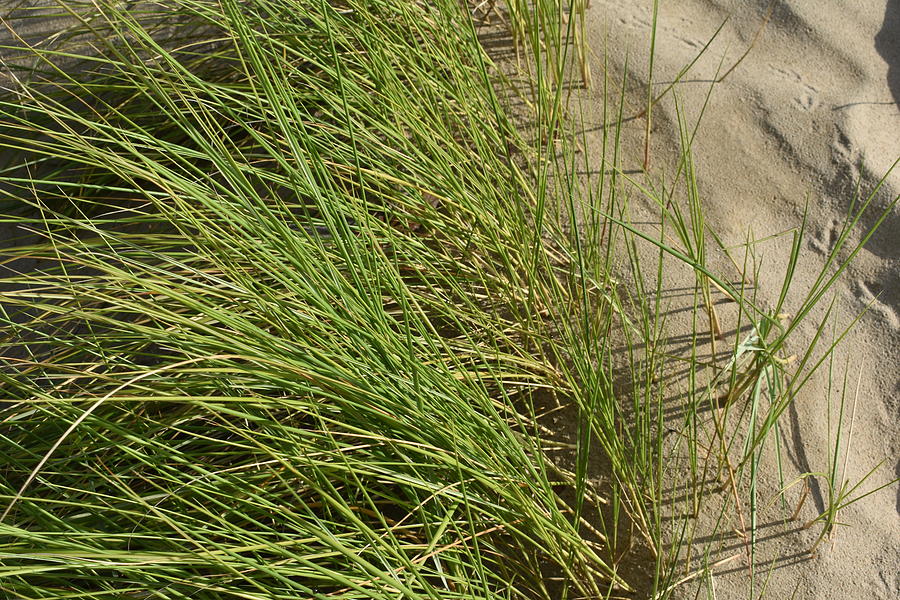 Dune Grass 2 Photograph by Dick Sauer