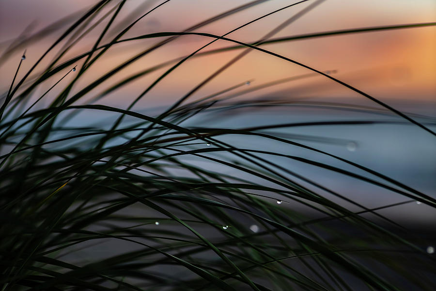 Dune Grass And Soft Colors Photograph by Sven Brogren