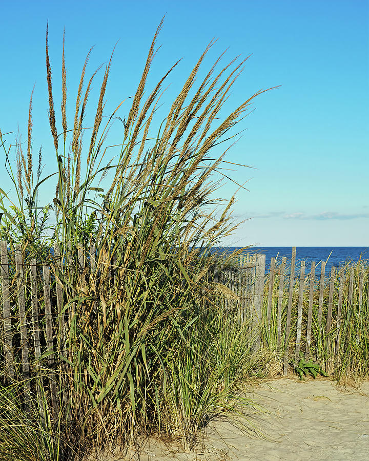 Dune Grass at Bethany Beach Photograph by Bill Swartwout