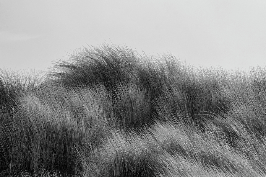 Dune Grass - Black and White Photograph by Loree Johnson