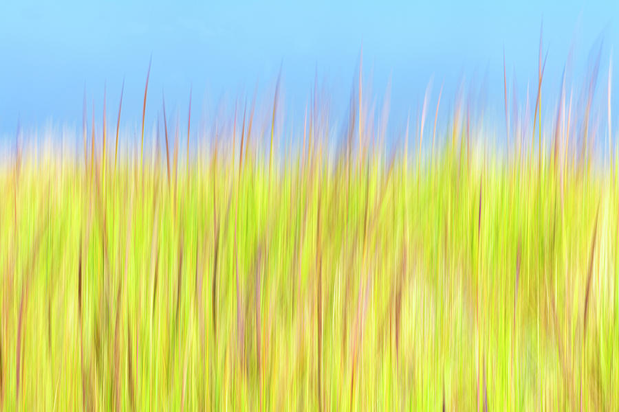 Dune Grass Photograph by Jon Exley