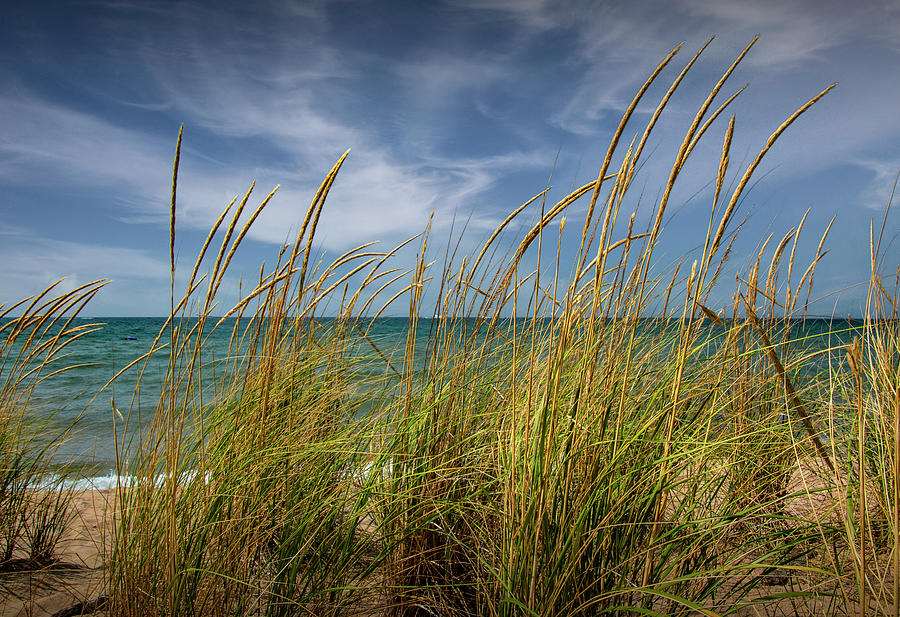 Dune Grass on the Beach at Kirk Park by Lake Michigan  Photograph by Randall Nyhof
