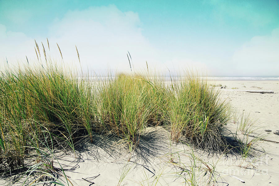 Dune Grass Photograph by Sylvia Cook
