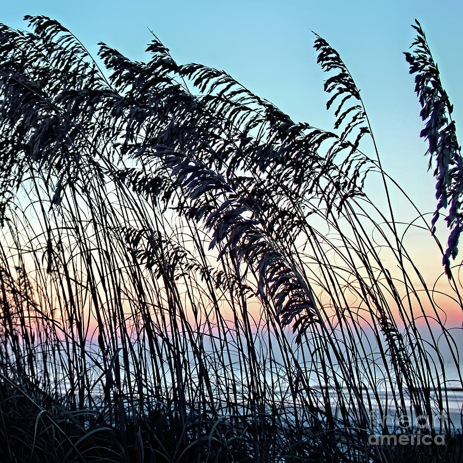 Dune Grass Photograph by Tom Watkins PVminer pixs