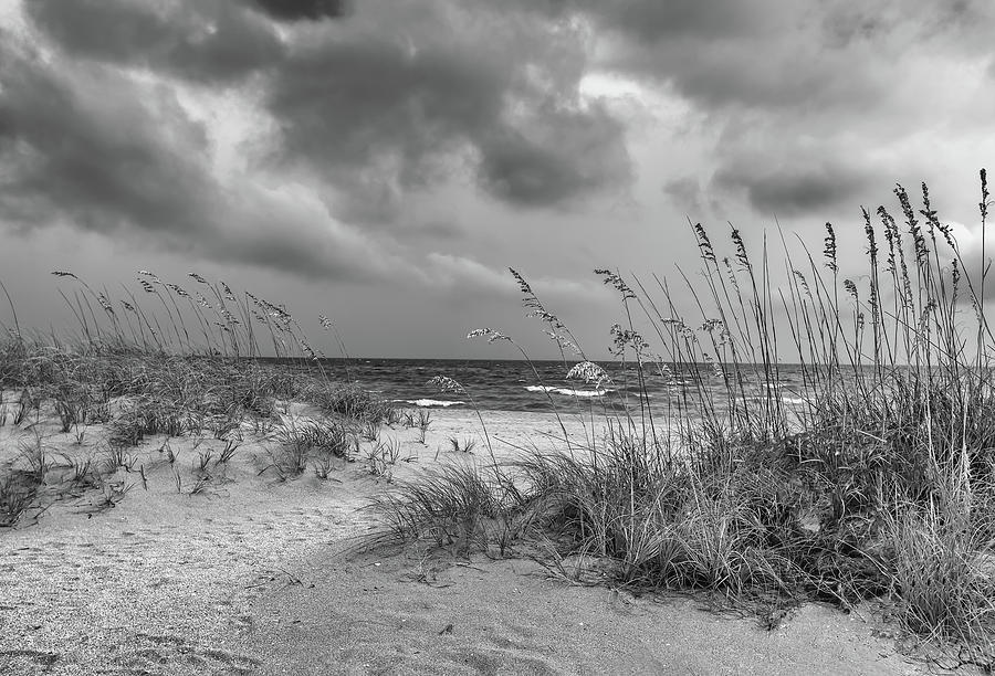 Dune Grass Venice  Beach Florida Photograph by Rudy Wilms