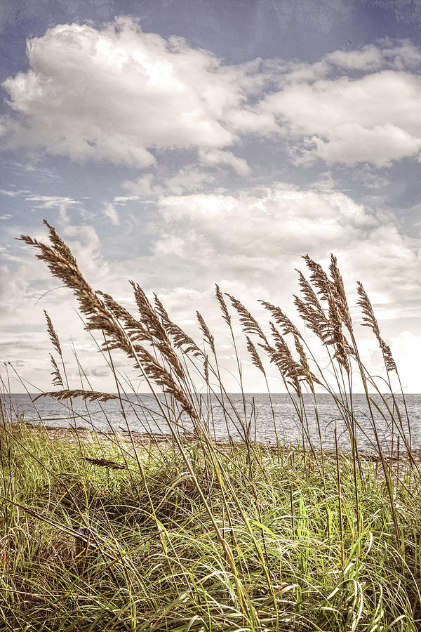 Dune Grasses in the Soft Sunshine Photograph by Debra and Dave Vanderlaan