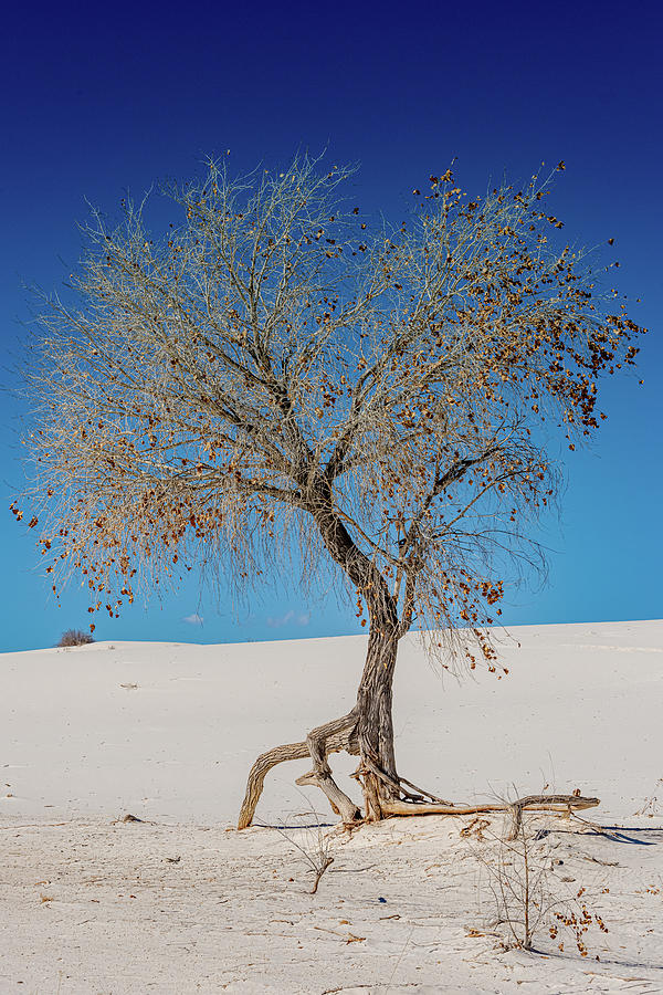 Dune Tree Photograph by Kelly VanDellen