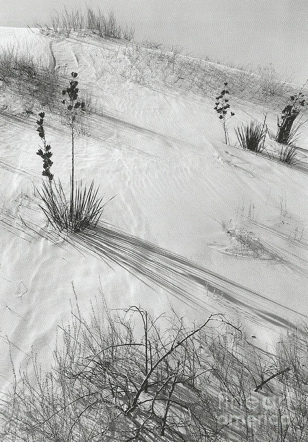 White Sands National Monument Photograph - Dune White Sands National Monument New Mexico 1941 by Ansel Adams