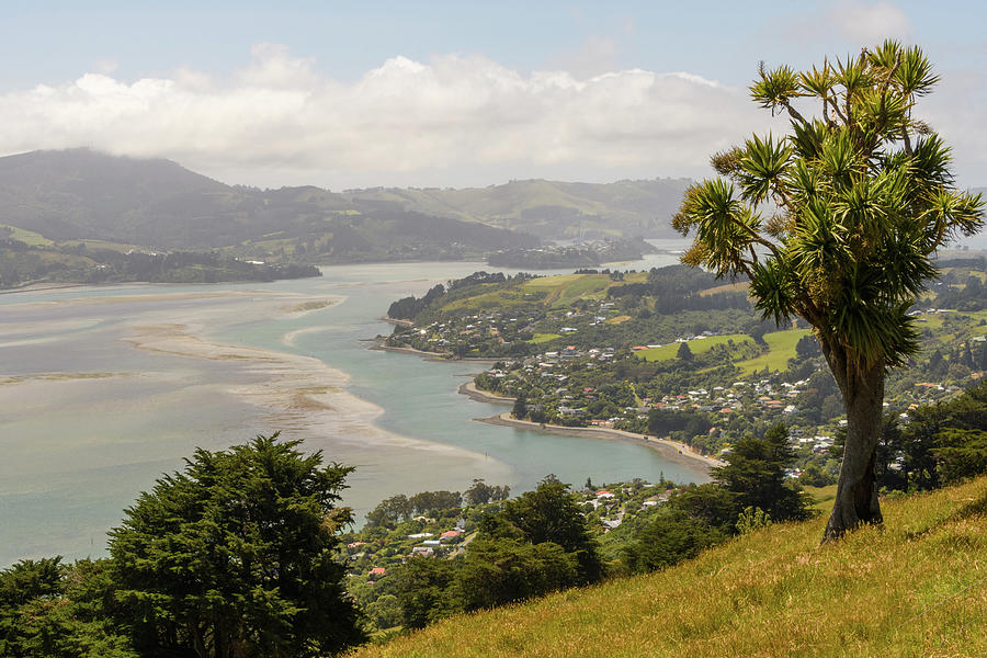 Dunedin NZ View Photograph by Joann Long