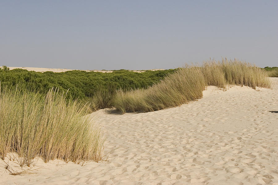 Dunes and pine on Doñana National Park, Huelva. Photograph by Silvia García