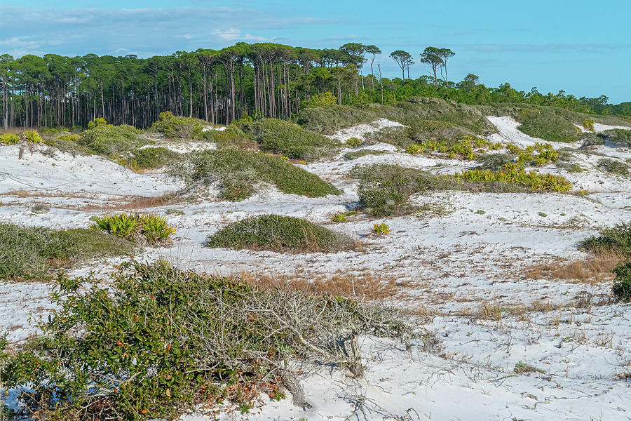 Dunes At Destin Photograph by David Hubler - Fine Art America