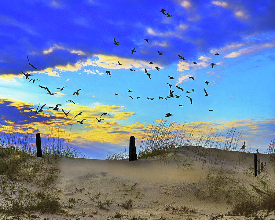 Dunes, Grass And Gulls, Sunrise,south Carolina Photograph by Don Schimmel