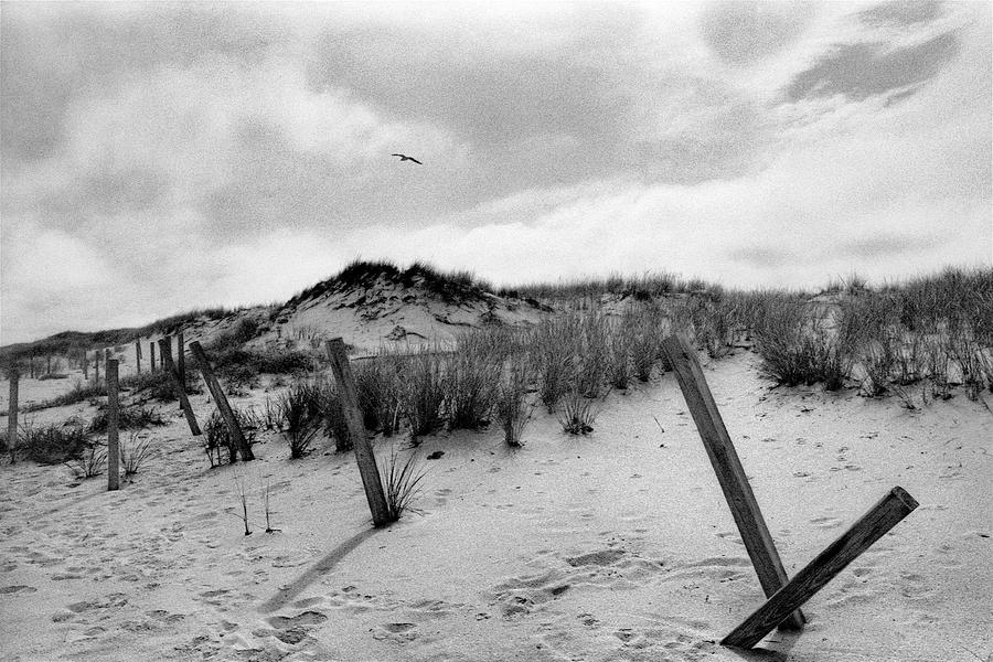 Dunes, Island Beach State Park, New Jersey Photograph by Stephen Russell Shilling