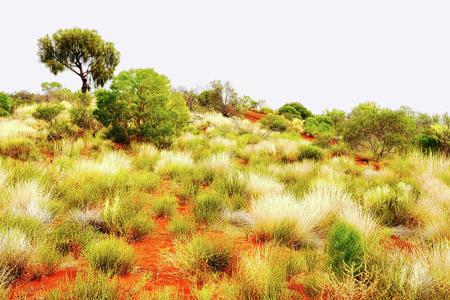 Dunes of Uluru - Central Australia Photograph by Lexa Harpell