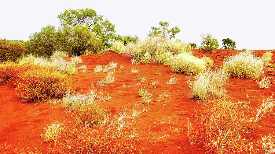 Dunes of Uluru - Centralal Australia 2 Photograph by Lexa Harpell