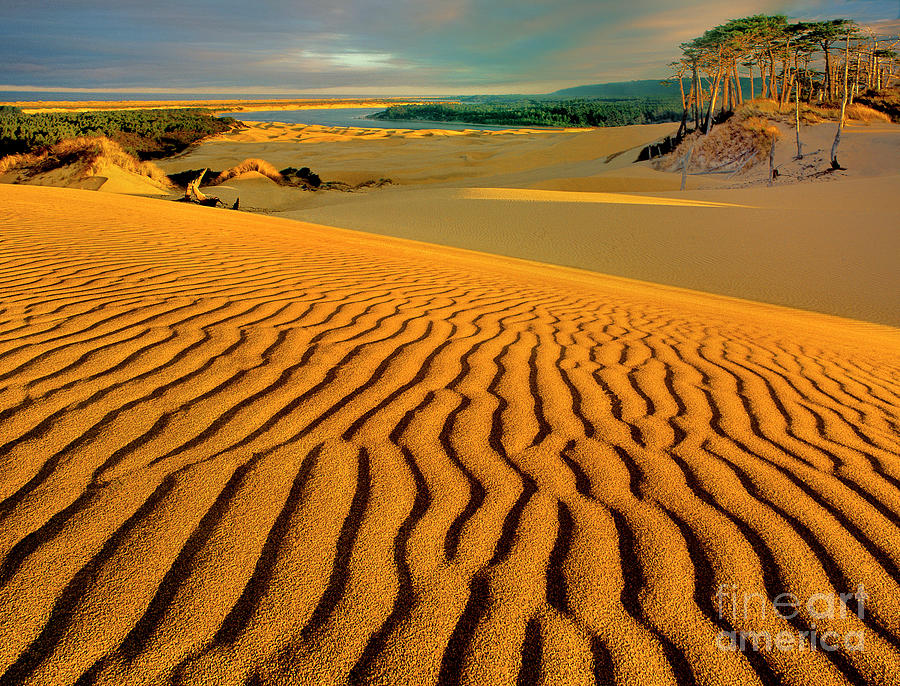 Dunes Oregon Dunes National Recreation Area Oregon Photograph by Dave Welling