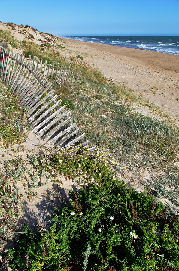 Dunes Wooden Fence - Vertical Photograph by Angelo DeVal