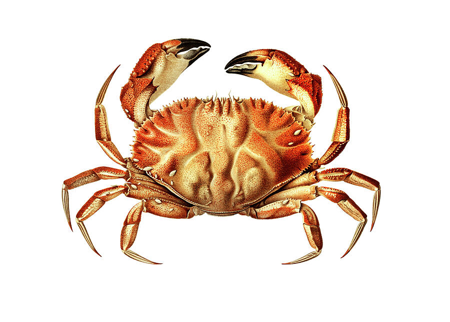 Dungeness Crab Drawing