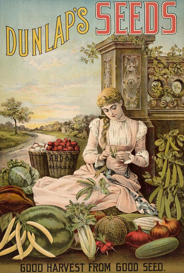 Dunlaps Seeds, 1896 Digital Art by Kim Kent