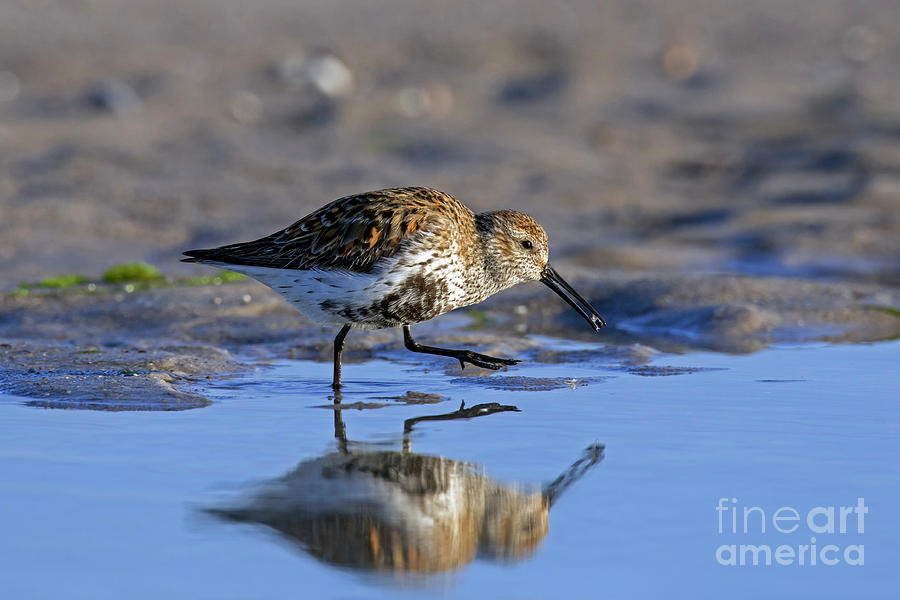 Dunlin Photograph by Arterra Picture Library
