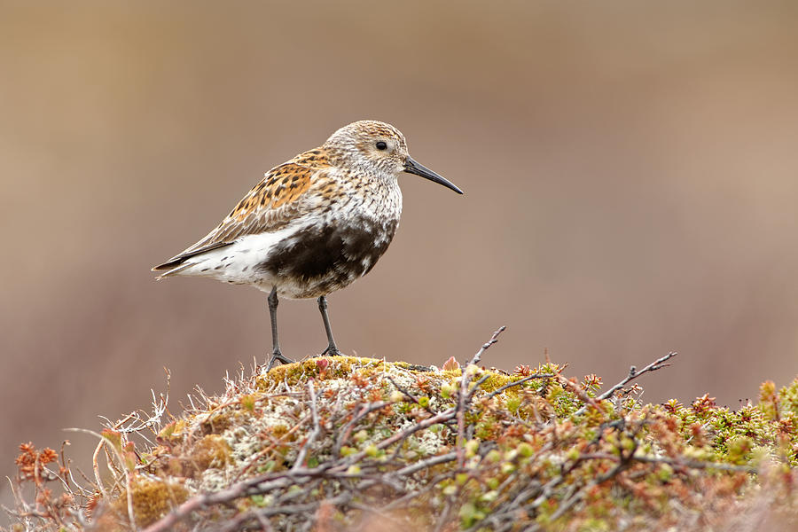Dunlin - Calidris alpina circumpolar breeder in Arctic or subarctic regions, breeds in northern Europe and Asia, Alaska and the Canadian Arctic Photograph by Phototrip