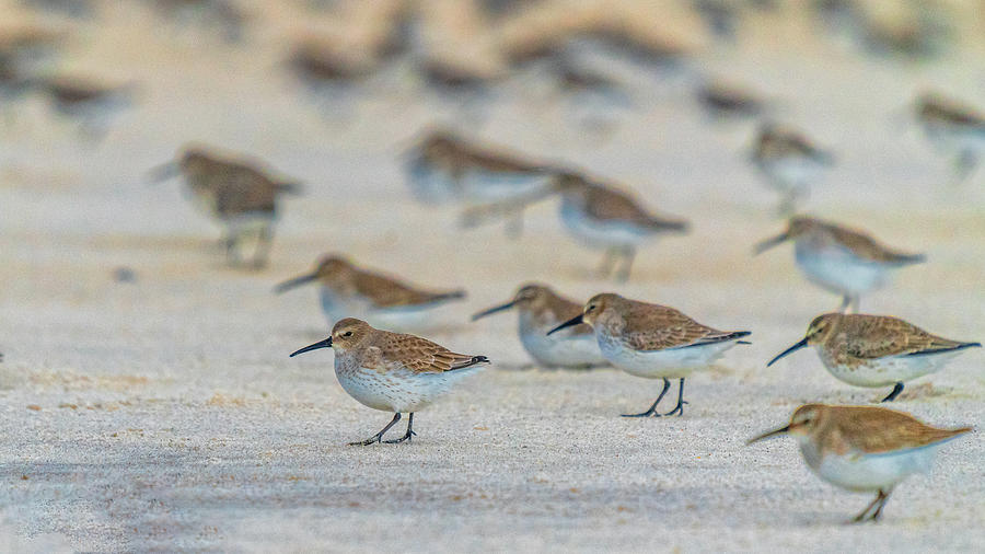 Dunlins Photograph by Framing Places