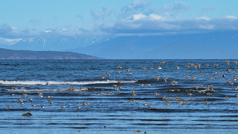 Dunlins Going Somewhere Photograph