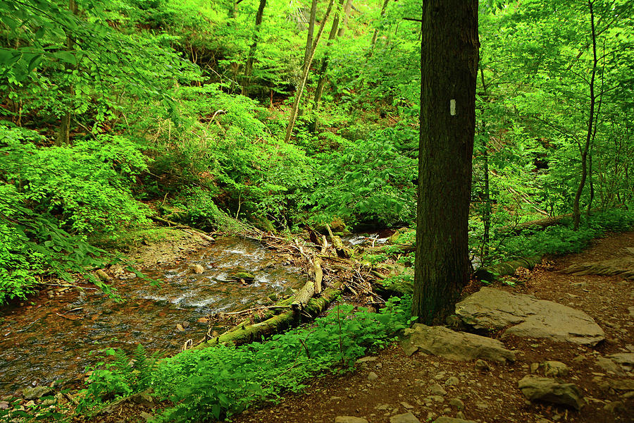 Dunnfield Creek is Along the NJ Appalachian Trail 2 Photograph by Raymond Salani III