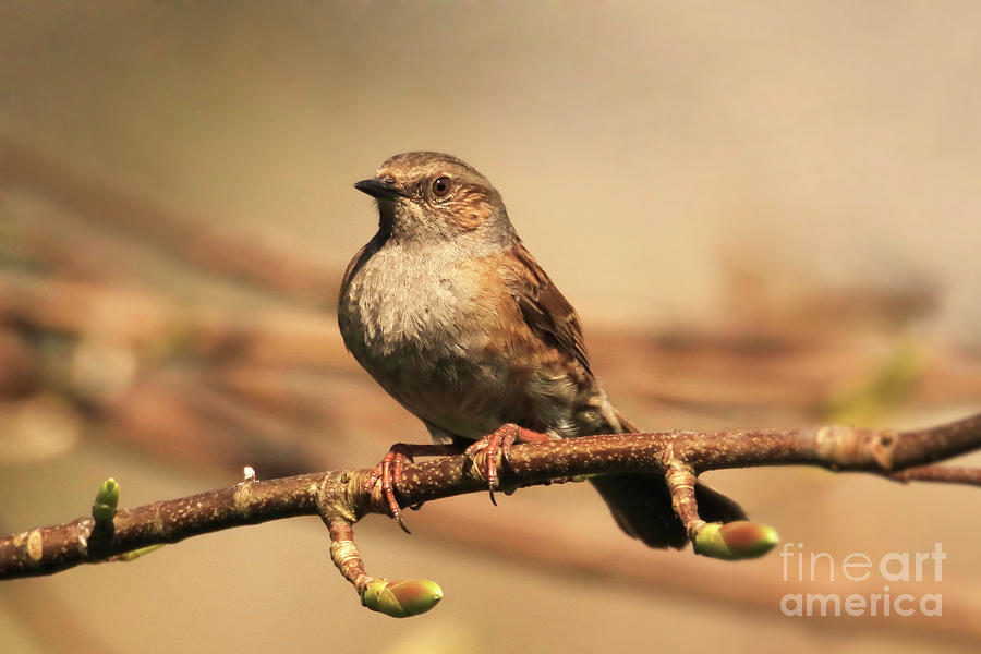 Dunnock in Spring Photograph by Terri Waters