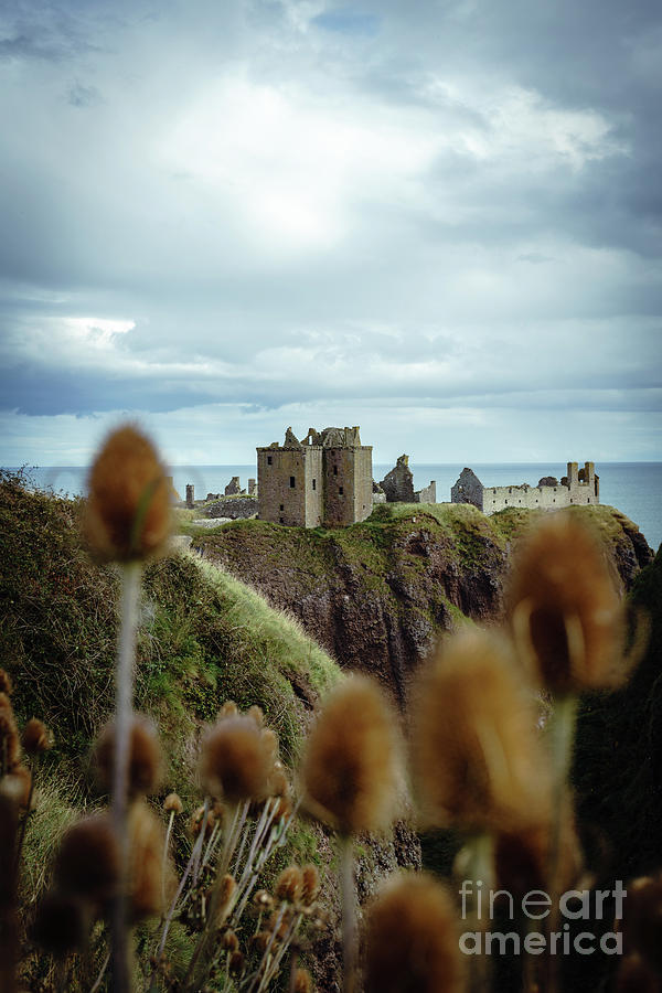 Dunnottar Castle through the Teasels Photograph by SJ Elliott Photography