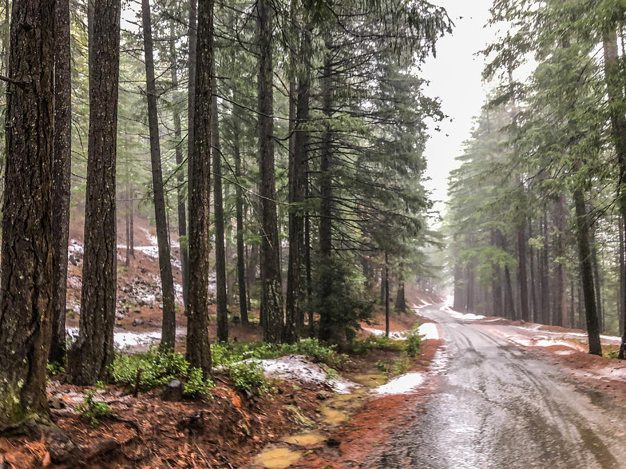 Dunsmuir Logging Road Northern California Photograph by Curtis Boggs ...