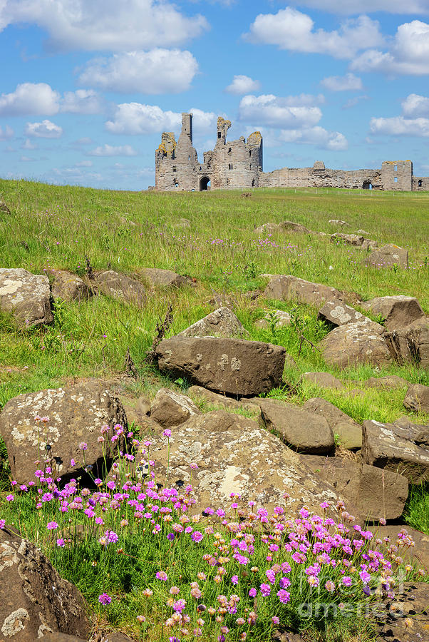 Dunstanburgh Castle with Sea Thrift foreground, Northumberland, England Photograph by Neale And Judith Clark