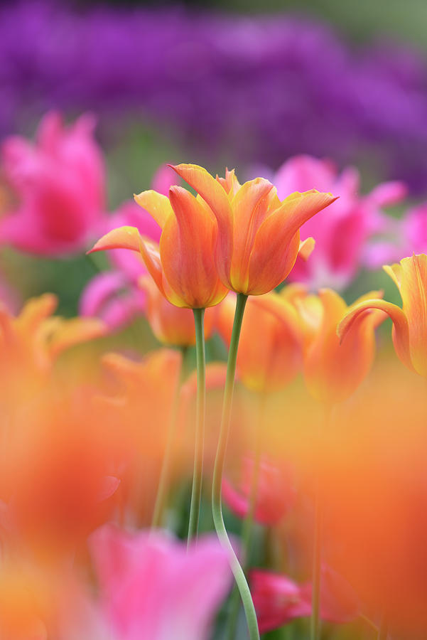 Duo Of Lily-flowered Tulips Ballerina Photograph