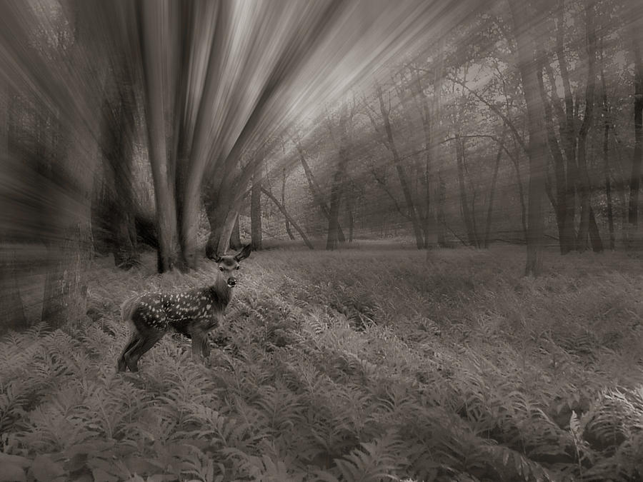 Duochrome Fawn in a Floodplain Forest Photograph by Wayne King