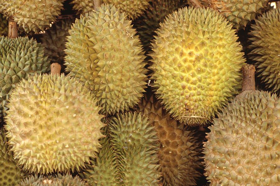 Durian fruits, full frame, (Close-up) Photograph by Kevin Forest