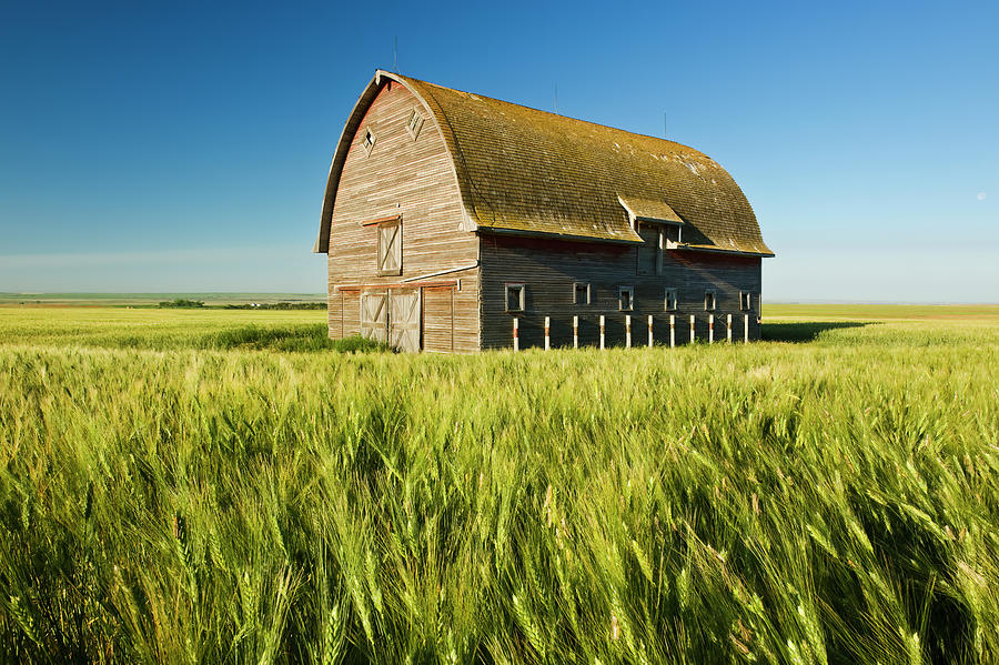 Durum Wheat Field and Old Barn Photograph by Dave Reede - Fine Art America