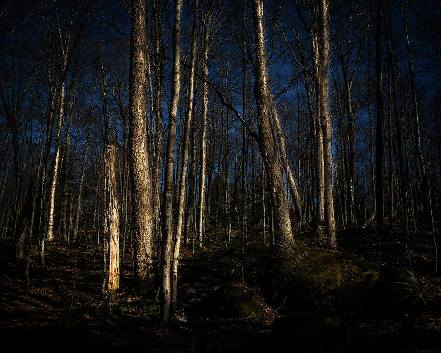 Dusk on the Trail Photograph by David Patterson Dusk on the Trail Photograph by David Patterson