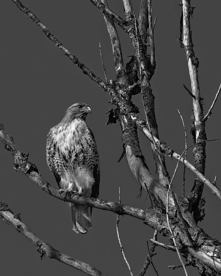 Dusk - Red-tailed Hawk, Merced National Wildlife Refuge, California Photograph by KJ Swan