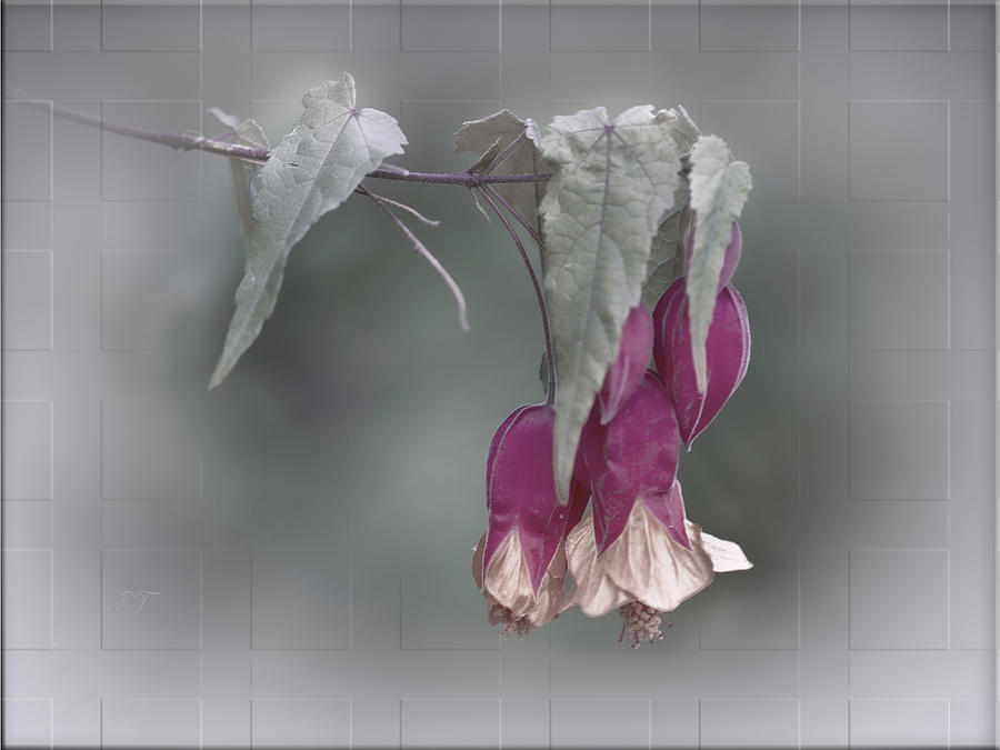 Dusky Bells -Correa Photograph by Elaine Teague Dusky Bells -Correa Photograph by Elaine Teague