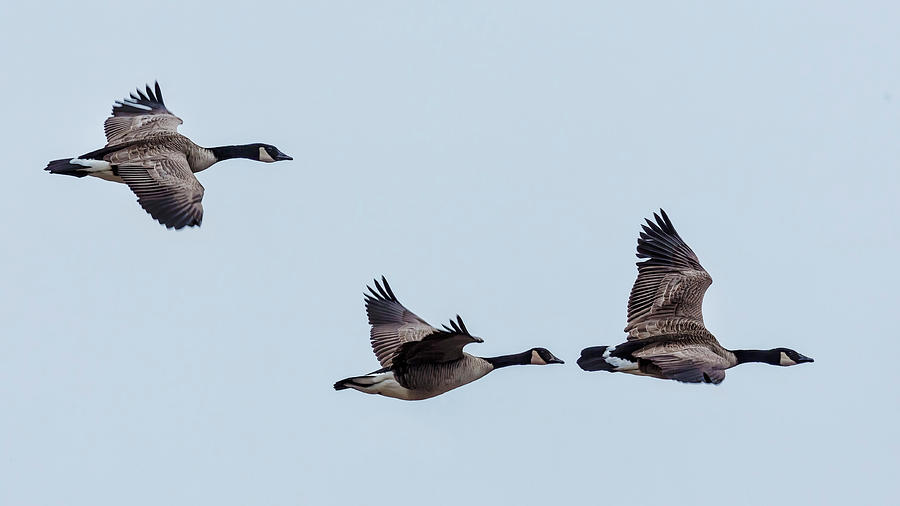 Dusky Canada Geese, No. 1 Photograph by Belinda Greb