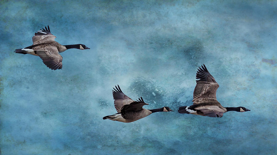 Dusky Canada Geese, No. 1, Textured Photograph by Belinda Greb